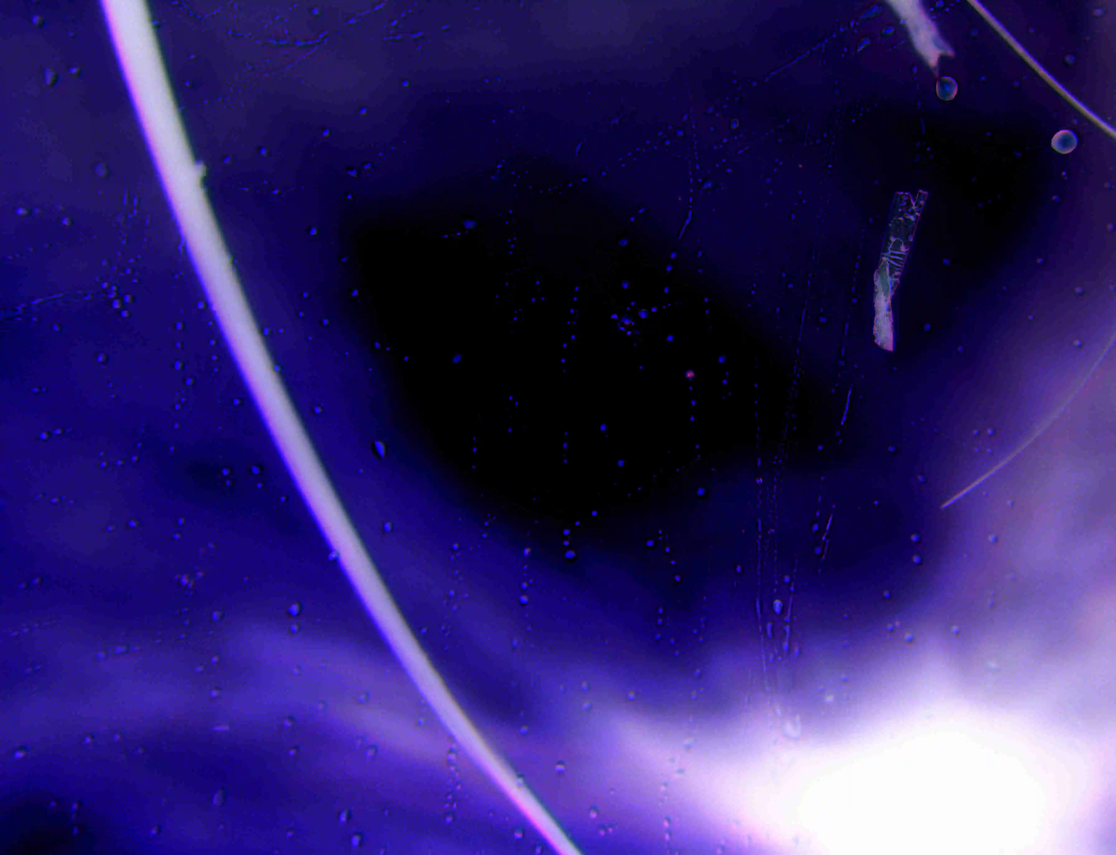 Pareidolia Microscopia