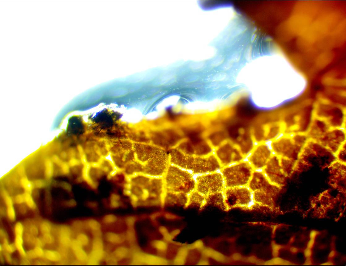 Les Jardins de Siaurac