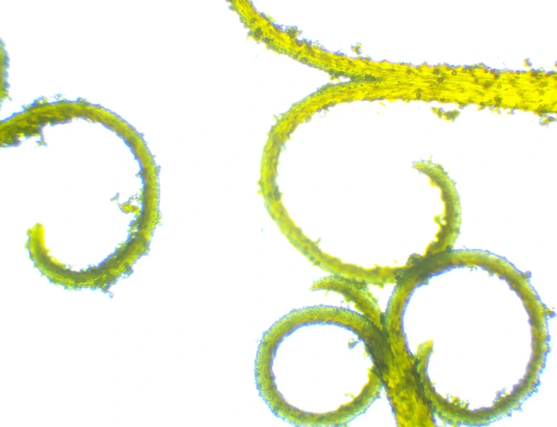 Les Jardins des Vivres de l'Art